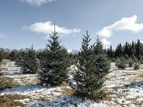 How to make a Christmas Tree stand from a bucket or basket – EM Creative Co