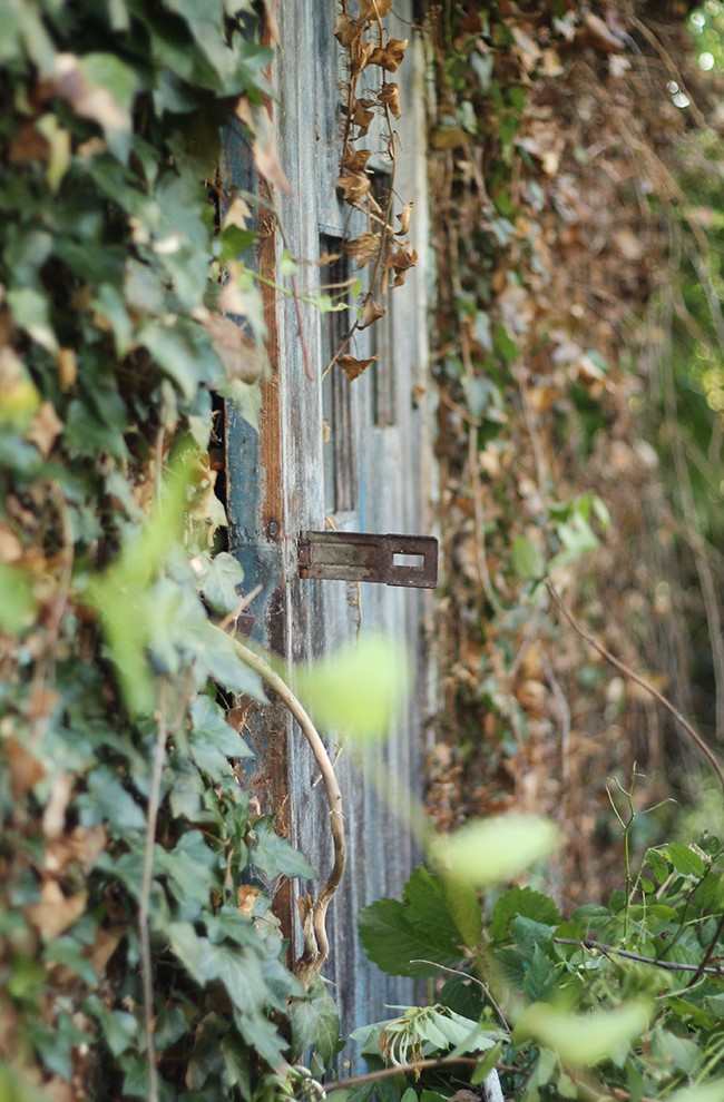 Garden shed door, the shed is covered in ivy